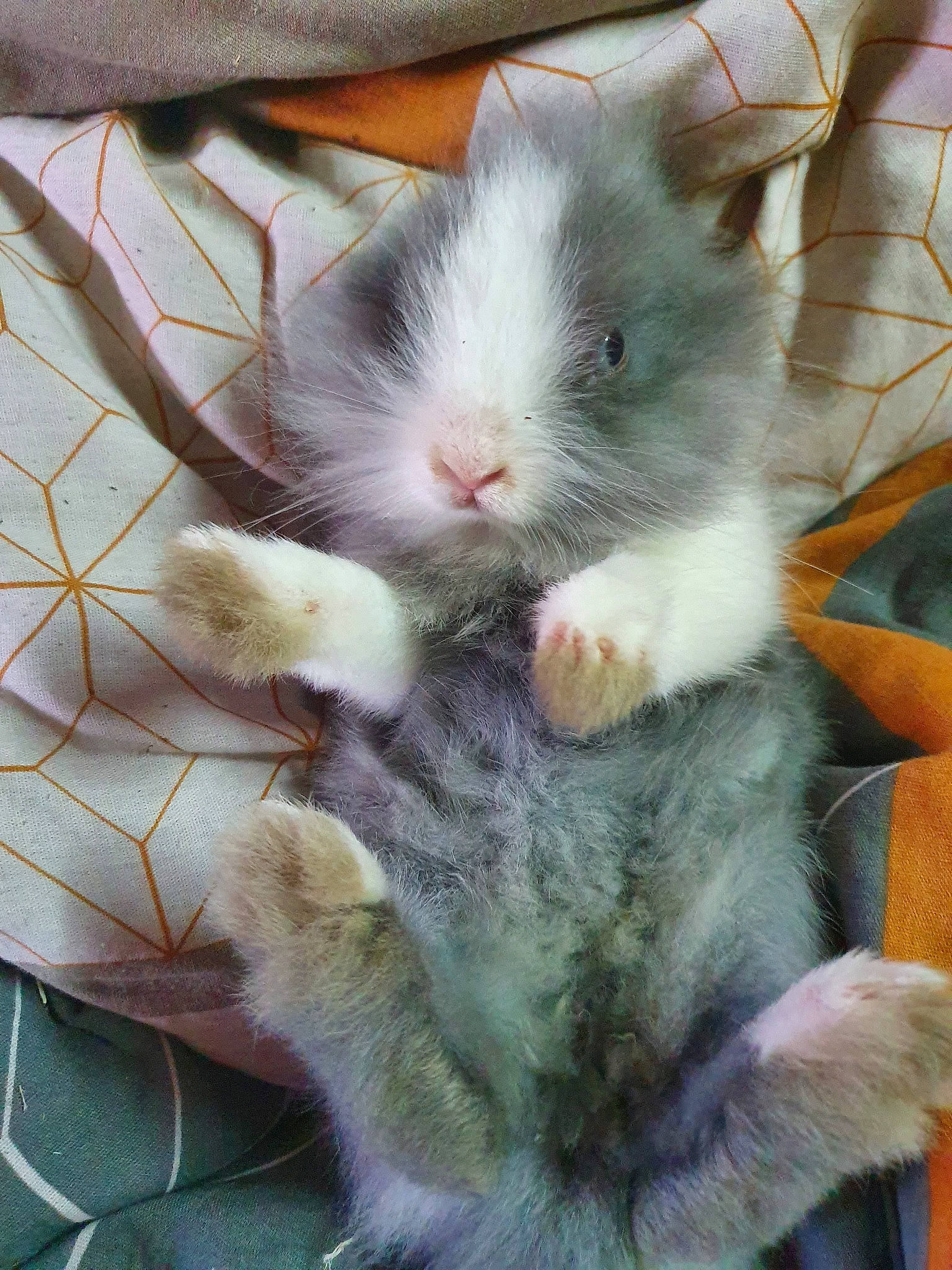 Arrow participe au concours pour gagner de l'argent avec cette photo : domestic_rabbit, fawn, hamster, iris, rabbit, rabbits_and_hares, rat, rodent, skin, snout, whiskers