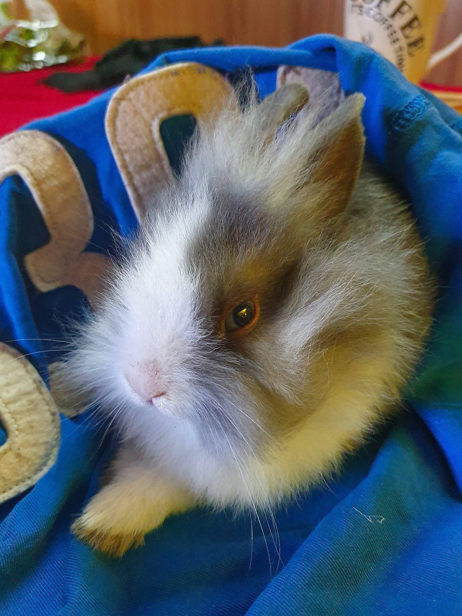 Arrow participe au concours pour gagner de l'argent avec cette photo : domestic_rabbit, ear, fawn, guinea_pig, hamster, iris, mammal, rabbit, rabbits_and_hares, rodent, snout, whiskers