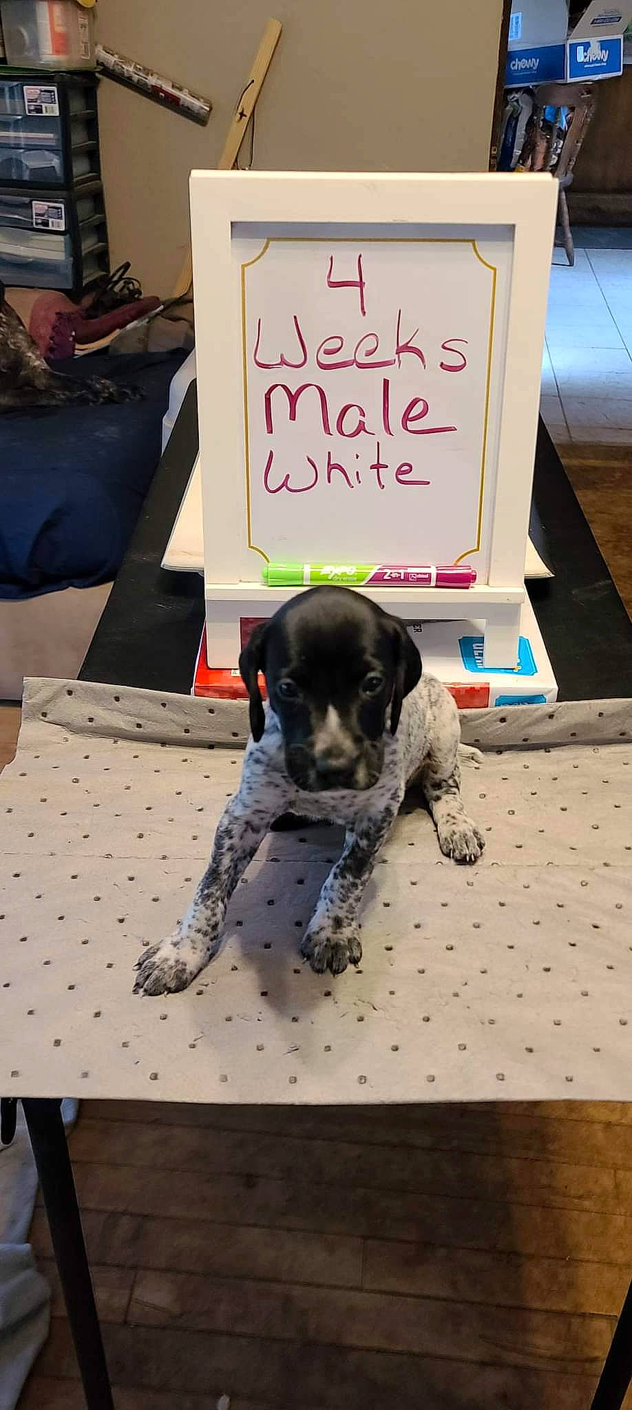 Kobe joined the competition — help win amazing prizes! bag, black, canidae, carnivore, companion_dog, dog, dog_breed, dog_supply, event, floor, flooring, fur, handwriting, pattern, pet_supply, rectangle, sporting_group, tail, whiteboard, working_animal