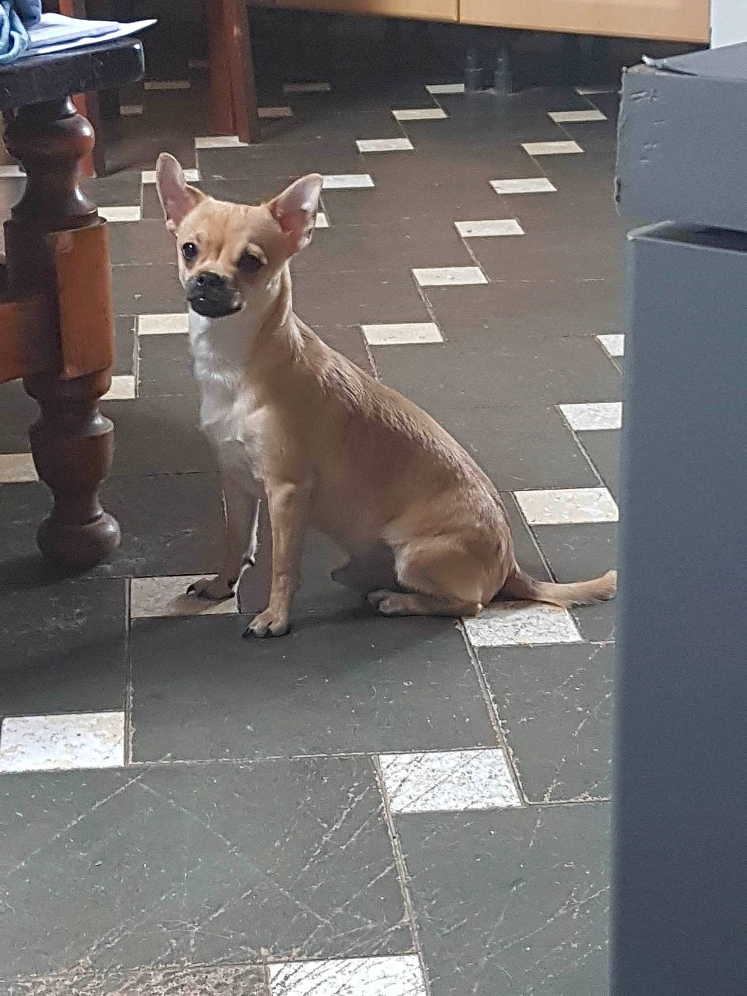 Dobby participe au concours pour gagner de l'argent avec cette photo : asphalt, carnivore, collar, companion_dog, dog, dog_breed, dog_collar, dog_supply, fawn, felidae, flooring, road, road_surface, sidewalk, snout, street, tail, toy_dog, whiskers, working_animal