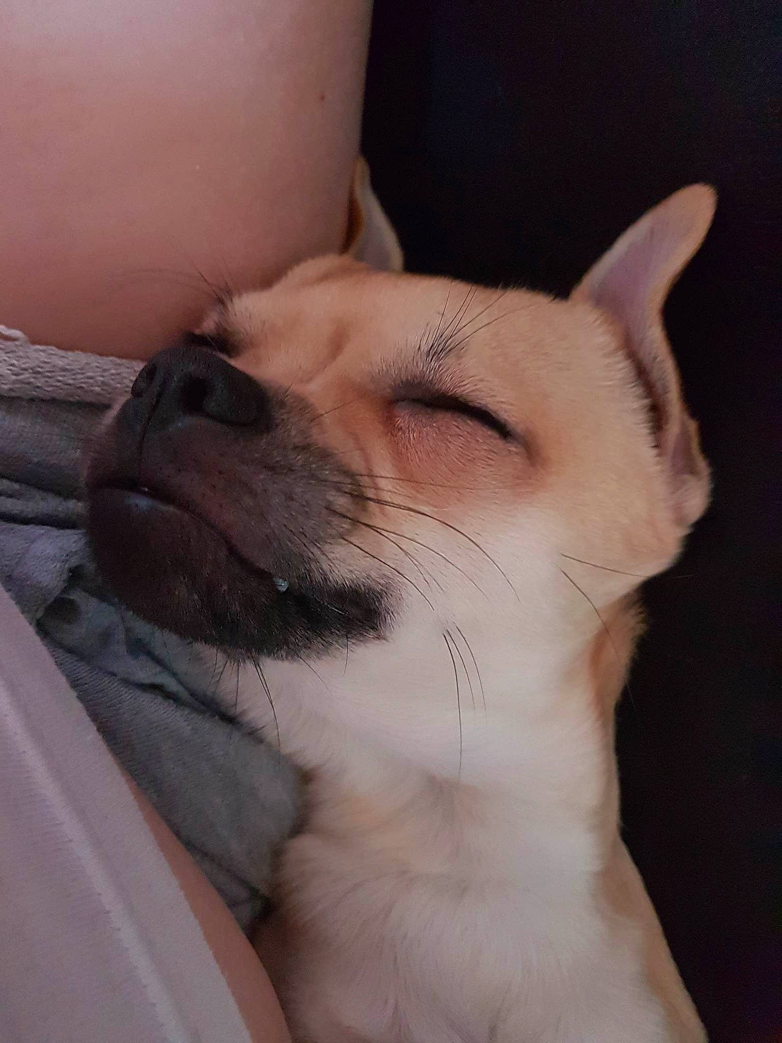 Dobby participe au concours pour gagner de l'argent avec cette photo : canidae, carnivore, comfort, companion_dog, dog, dog_breed, ear, eyelash, fawn, felidae, flesh, fur, human_leg, non_sporting_group, paw, small_to_medium_sized_cats, tail, terrestrial_animal, whiskers