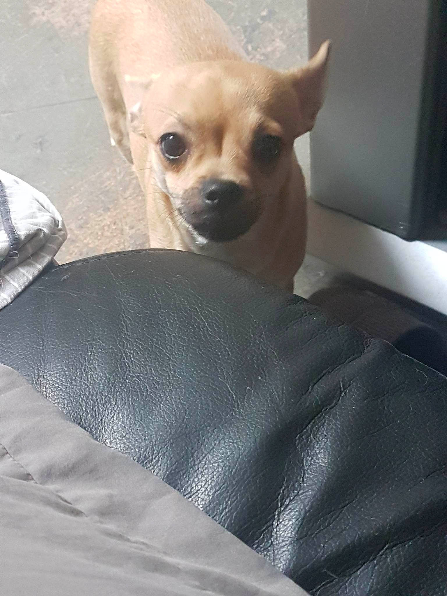 Dobby a rejoint le concours — aidez-le/la à gagner de superbes lots ! canidae, carnivore, chihuahua, comfort, companion_dog, corgi_chihuahua, dog, dog_breed, dog_supply, duvet, fawn, fur, paw, snout, sporting_group, tail, terrestrial_animal, toy_dog, whiskers, working_animal