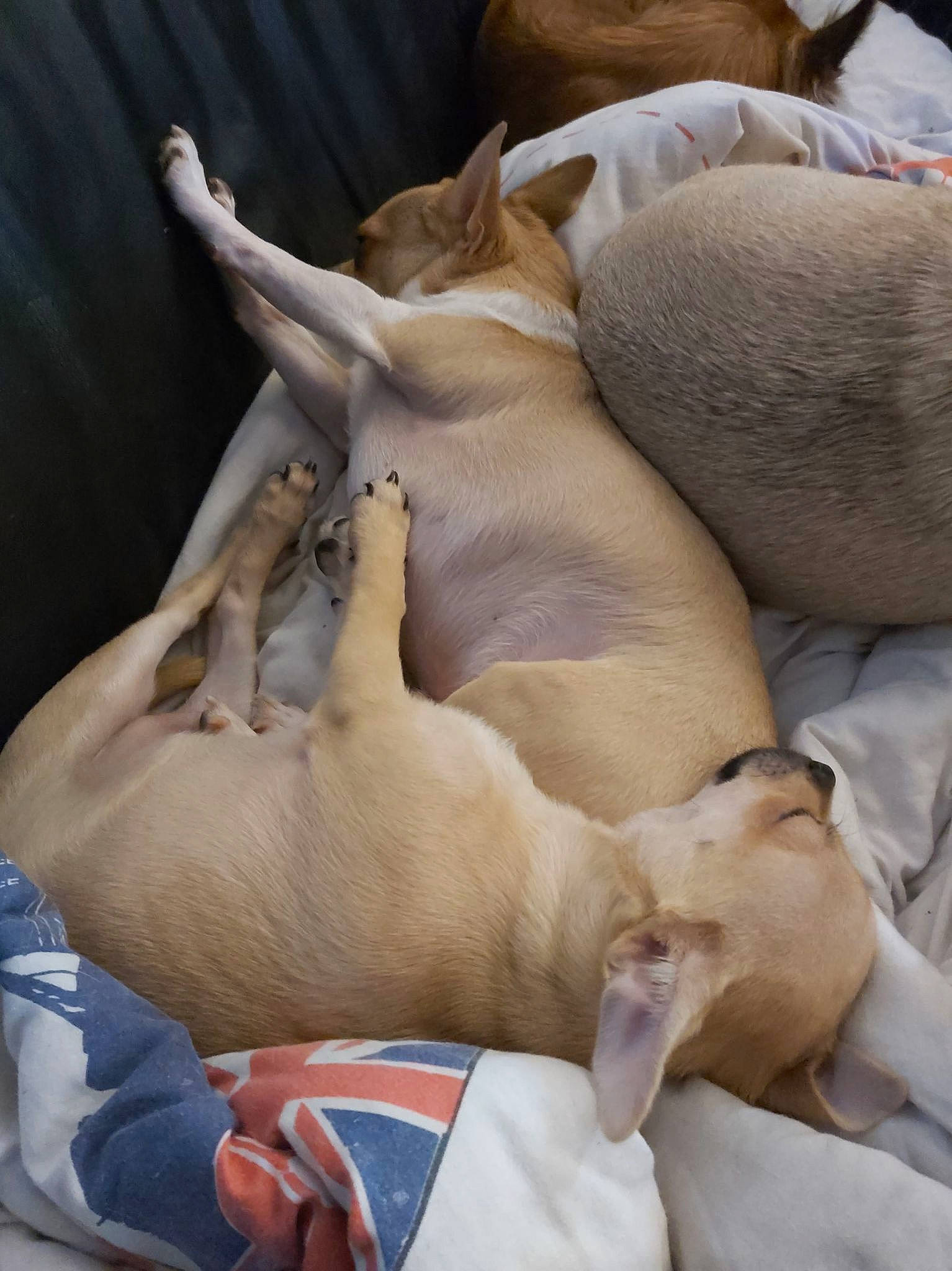 Dobby a rejoint le concours — aidez-le/la à gagner de superbes lots ! art, canidae, carnivore, comfort, dog_breed, fawn, linens, non_sporting_group, sporting_group, terrestrial_animal, wildlife, working_animal