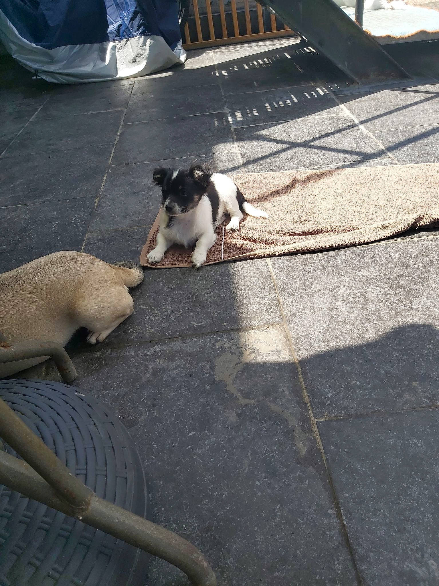 Tchicco a rejoint le concours — aidez-le/la à gagner de superbes lots ! asphalt, carnivore, collar, companion_dog, dog, dog_breed, fawn, felidae, flooring, grass, leash, pet_supply, road_surface, shadow, sidewalk, small_to_medium_sized_cats, snout, tail, toy_dog, working_animal