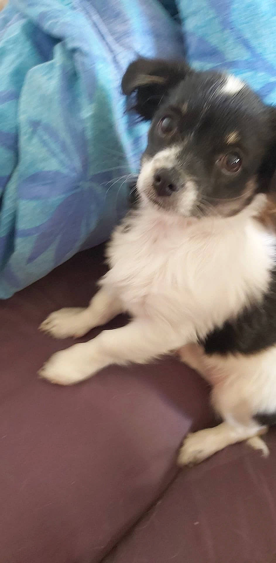 Tchicco participe au concours pour gagner de l'argent avec cette photo : australian_shepherd, balance, canidae, carnivore, companion_dog, dog, dog_breed, fur, non_sporting_group, puppy, snout, sporting_group, toy_dog, whiskers, working_animal, working_dog