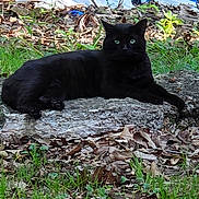 Rosco is registered to the contest to win money with this photo: cat, black_cat, animal, outdoor, green_eyes, rock, grass, leaves, nature, lying_down, pet, feline, wildlife, mammal, resting, summer, daylight, closeup, alert, relaxed