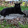 cat, black_cat, animal, outdoor, green_eyes, rock, grass, leaves, nature, lying_down, pet, feline, wildlife, mammal, resting, summer, daylight, closeup, alert, relaxed