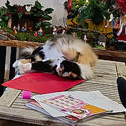 Pixel a rejoint le concours — aidez-le/la à gagner de superbes lots ! cat, calico_cat, table, red_folder, christmas_tree, christmas_decorations, nativity_scene, lights, ornaments, papers, magazines, wooden_table, holiday, festive, indoor, furniture, person_partial, cozy, playful, rolling_cat