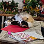cat, calico_cat, table, red_folder, christmas_tree, christmas_decorations, nativity_scene, lights, ornaments, papers, magazines, wooden_table, holiday, festive, indoor, furniture, person_partial, cozy, playful, rolling_cat