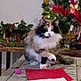 Pixel a rejoint le concours — aidez-le/la à gagner de superbes lots ! cat, calico_cat, fluffy_cat, wooden_table, papers, pink_object, christmas_tree, christmas_lights, tinsel, holiday_decor, nativity_scene, festive, indoor, cozy, pet, feline, decorations, holiday_season, tabletop, fur