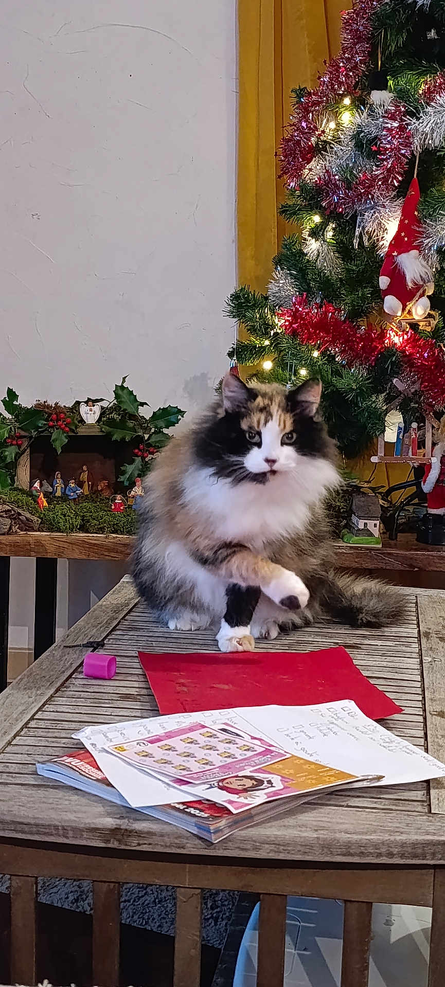 Pixel a rejoint le concours — aidez-le/la à gagner de superbes lots ! cat, calico_cat, fluffy_cat, wooden_table, papers, pink_object, christmas_tree, christmas_lights, tinsel, holiday_decor, nativity_scene, festive, indoor, cozy, pet, feline, decorations, holiday_season, tabletop, fur