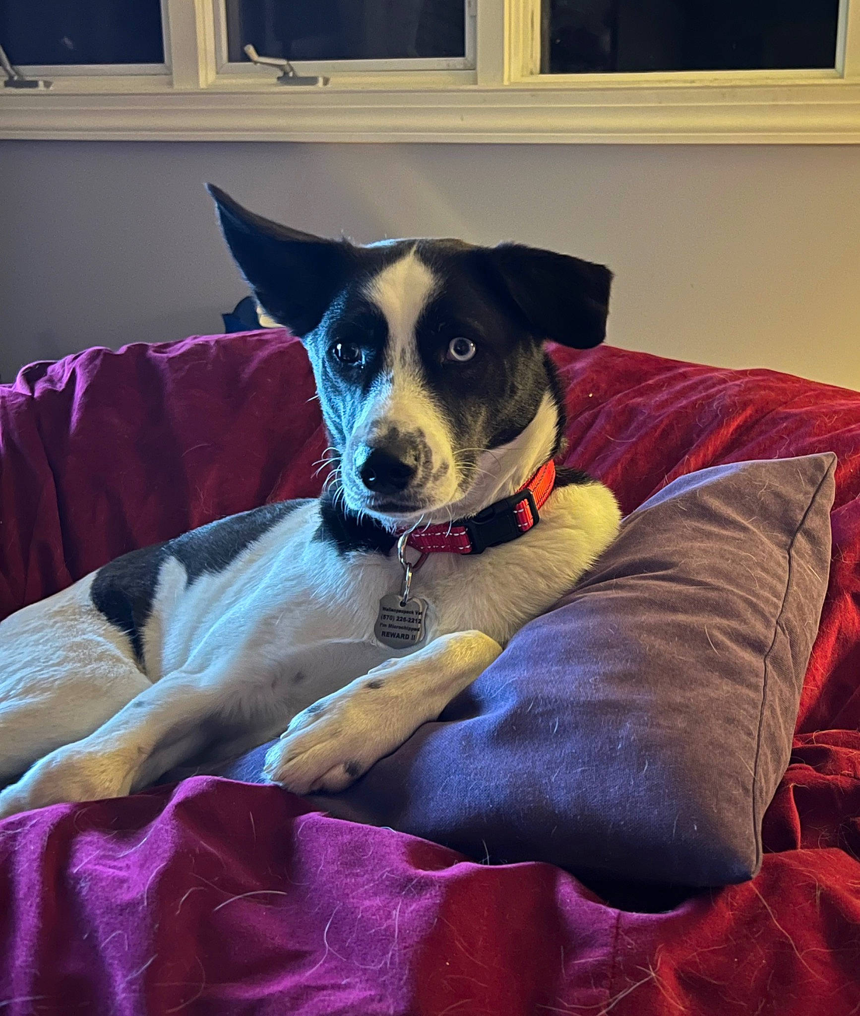 Ally joined the competition — help win amazing prizes! canidae, carnivore, chair, collar, comfort, companion_dog, couch, dog, dog_breed, dog_supply, linens, paw, sitting, small_terrier, snout, sporting_group, toy_dog, whiskers, window, working_animal