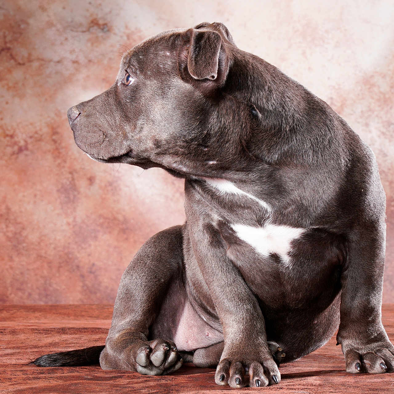 Gaïa a rejoint le concours — aidez-le/la à gagner de superbes lots ! animal, background, brown, canine, curious, cute, dog, fur, gray_fur, indoor, paw, pet, portrait, puppy, side_view, sitting, studio, texture, white_patch, young_dog