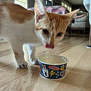 Trouble joined the competition — help win amazing prizes! cat, kitten, orange_and_white, blue_nail_caps, food_bowl, wooden_floor, indoor, living_room, furniture, window, natural_light, curious, licking, pet, animal, cute, close_up, floor, domestic_cat, young_cat