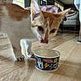 cat, kitten, orange_and_white, blue_nail_caps, food_bowl, wooden_floor, indoor, living_room, furniture, window, natural_light, curious, licking, pet, animal, cute, close_up, floor, domestic_cat, young_cat