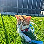 Trouble is registered to the contest to win money with this photo: cat, orange_cat, white_cat, grass, outdoor, sunlight, leash, harness, bow_tie, pet, feline, playful, curious, paw, greenery, metal_fence, gate, daylight, animal, cute