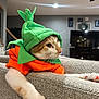 Trouble is registered to the contest to win money with this photo: cat, costume, orange, green, couch, indoor, pet, whiskers, paws, stretching, living_room, furniture, ceiling_fan, television, decor, cozy, animal, cute, fur, portrait