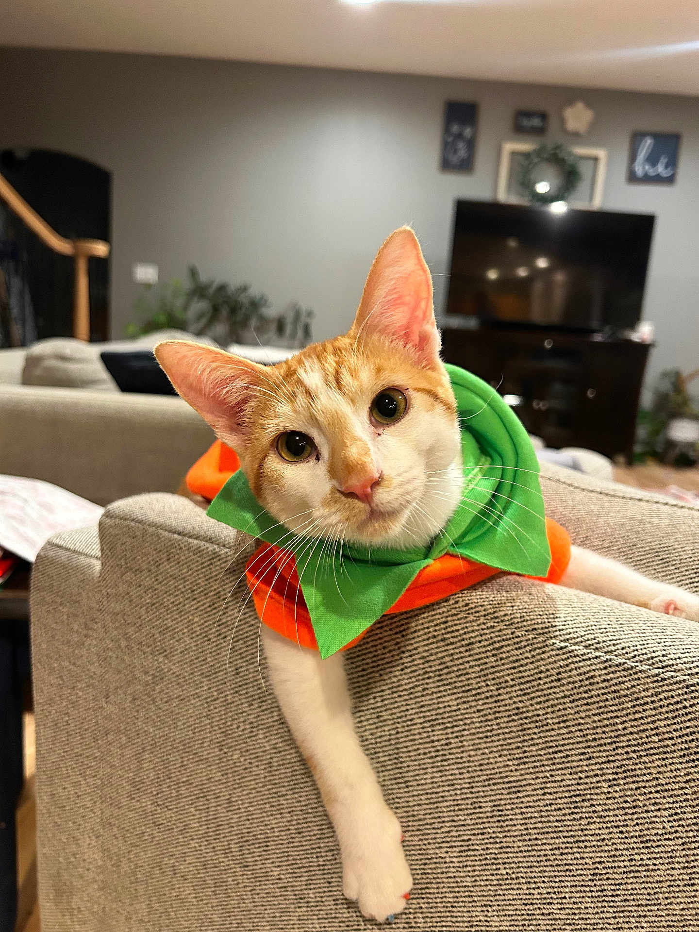 Trouble is registered to the contest to win money with this photo: cat, orange_and_white_cat, pet, indoor, living_room, couch, furniture, curious, close_up, whiskers, ears, collar, cozy, home, relaxed, animal, mammal, cute, domestic_cat, friendly