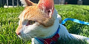 Trouble joined the competition — help win amazing prizes! cat, orange_and_white_cat, bow_tie, harness, grass, outdoor, sunlight, pet, feline, animal, greenery, house, fence, close_up, portrait, curious, whiskers, ears, side_view, nature