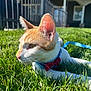 cat, orange_and_white_cat, bow_tie, harness, grass, outdoor, sunlight, pet, feline, animal, greenery, house, fence, close_up, portrait, curious, whiskers, ears, side_view, nature