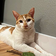 Trouble joined the competition — help win amazing prizes! animal, cat, catnip, close_up, domestic, ears, fur, heart_shaped, indoor, looking_at_camera, orange_and_white, paws, pet, relaxed, stick, texture, toy, wall, whiskers, wooden_floor