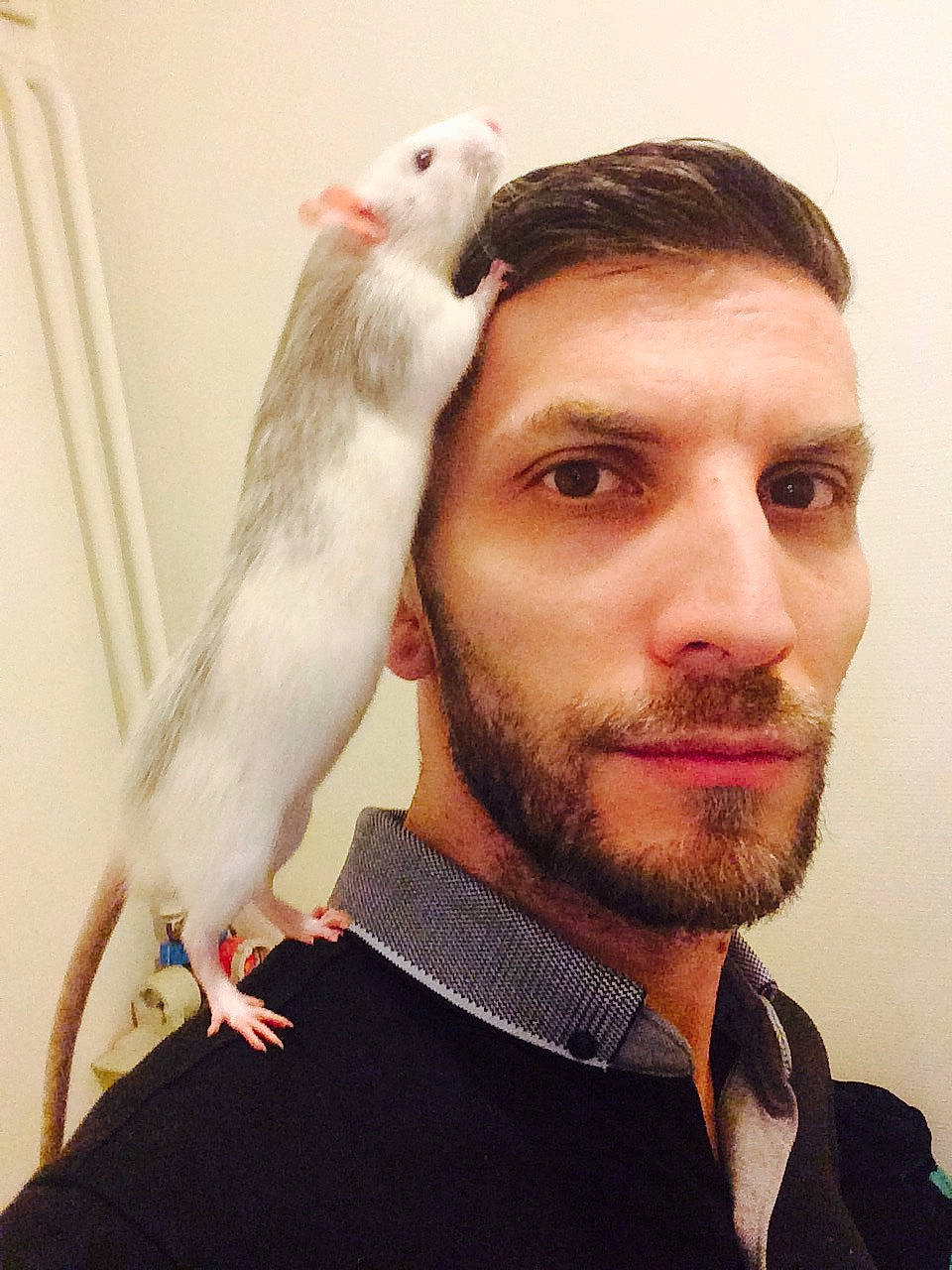 Miko a rejoint le concours — aidez-le/la à gagner de superbes lots ! beard, facial_hair, fur, hair, muridae, neck, person, tail, whiskers