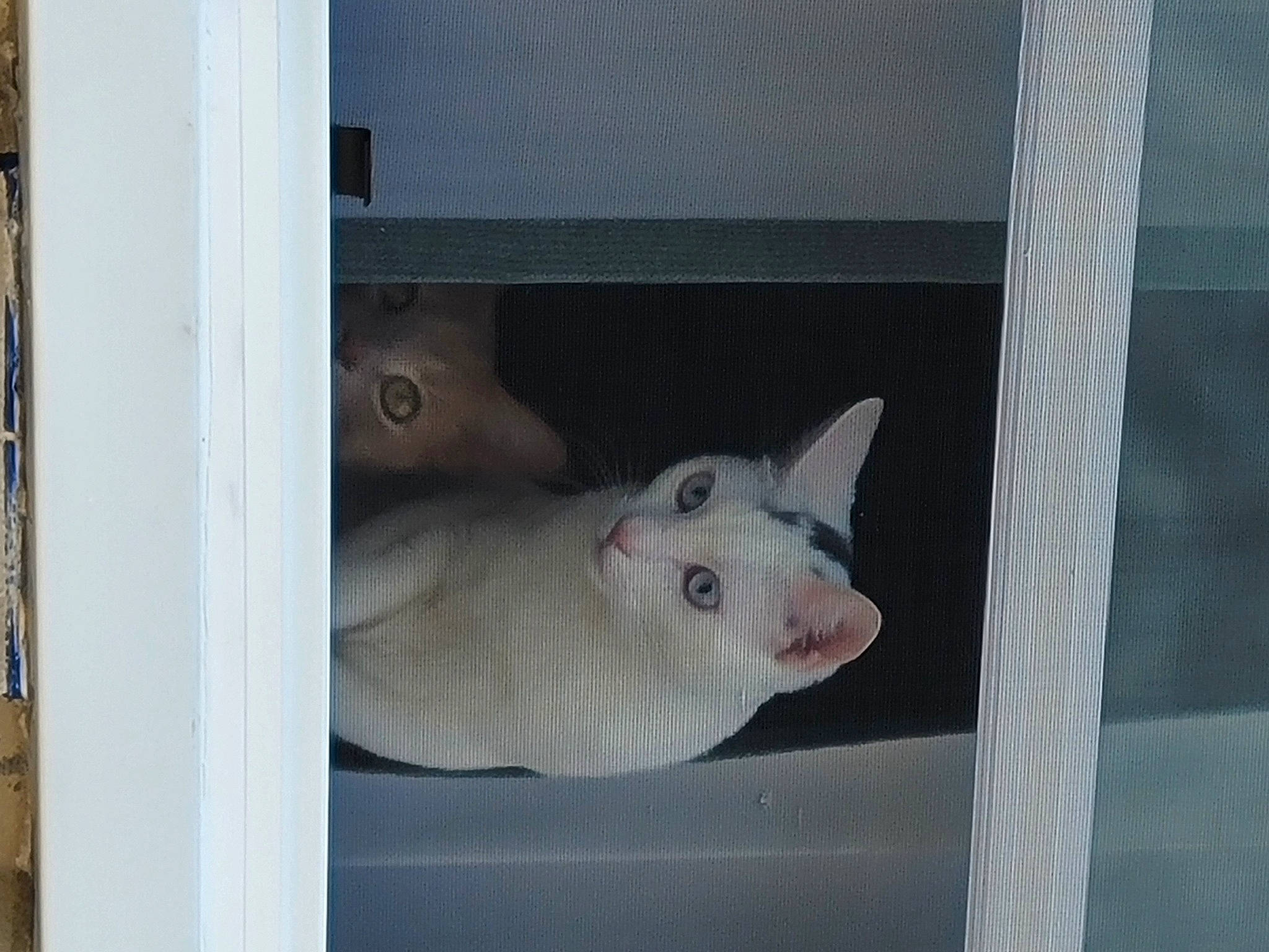 Milo is registered to the contest to win money with this photo: animal_shelter, cage, carnivore, cat, comfort, domestic_short_haired_cat, fawn, felidae, fur, grey, paw, pet_supply, room, small_to_medium_sized_cats, snout, tail, terrestrial_animal, whiskers