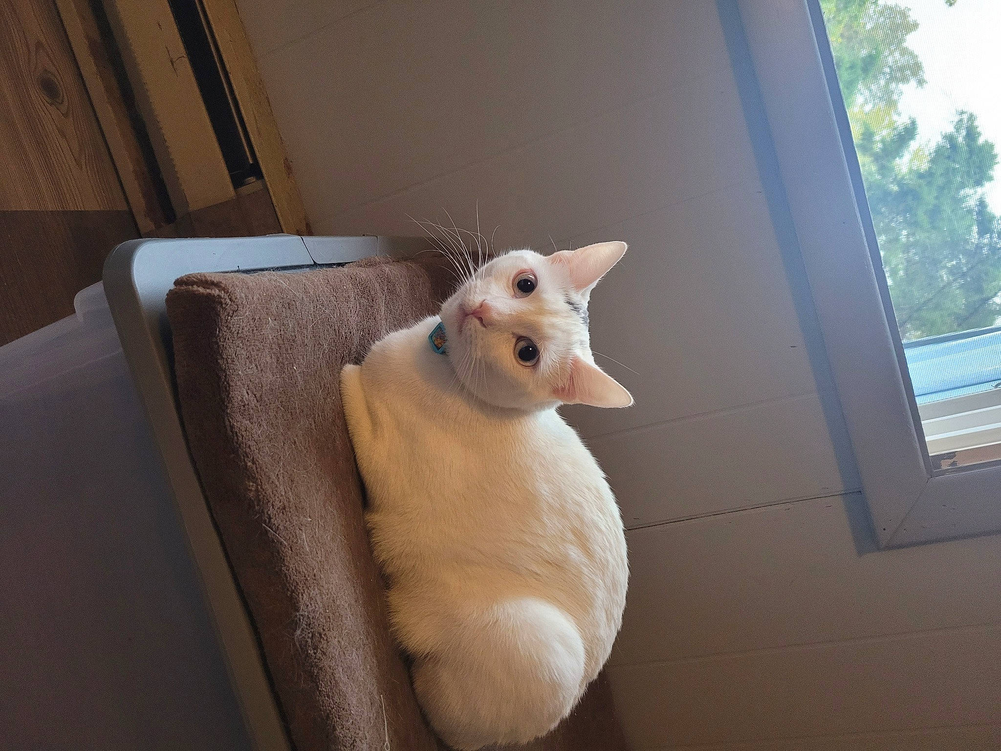 Milo is registered to the contest to win money with this photo: art, canidae, carnivore, cat, comfort, companion_dog, couch, fawn, felidae, fur, head, plush, small_to_medium_sized_cats, snout, stuffed_toy, tail, toy, whiskers, window, wood