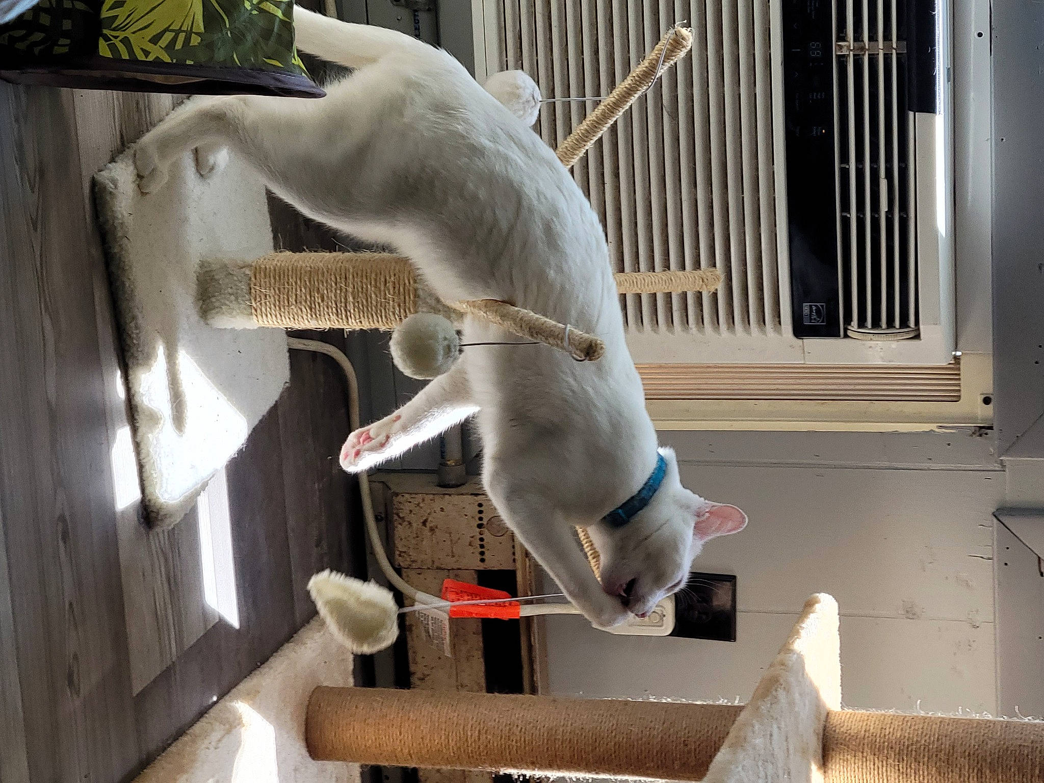 Milo joined the competition — help win amazing prizes! canidae, dog_breed, fawn, metal, snout, sporting_group, tail, terrestrial_animal, window, wood, working_animal