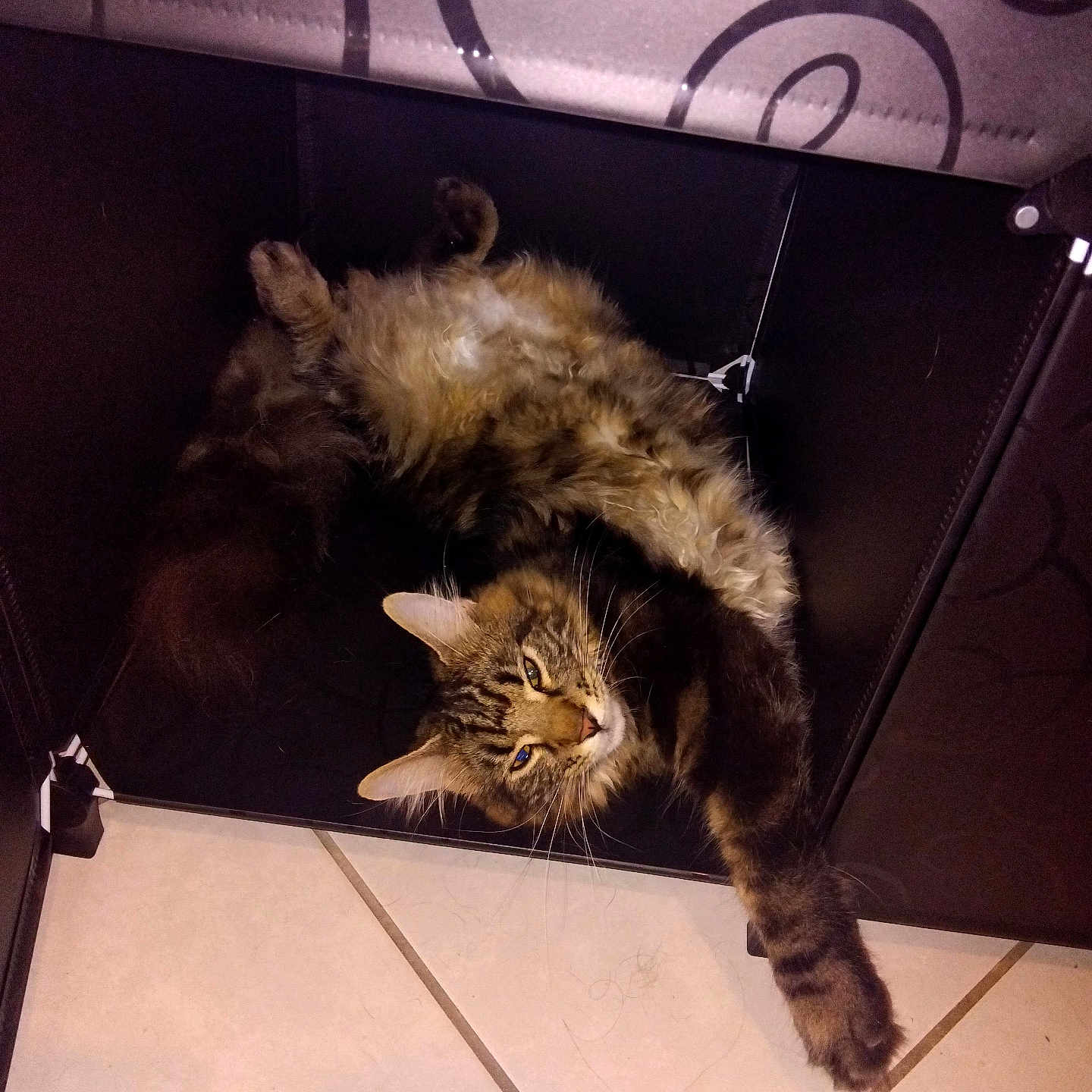 Tigrou