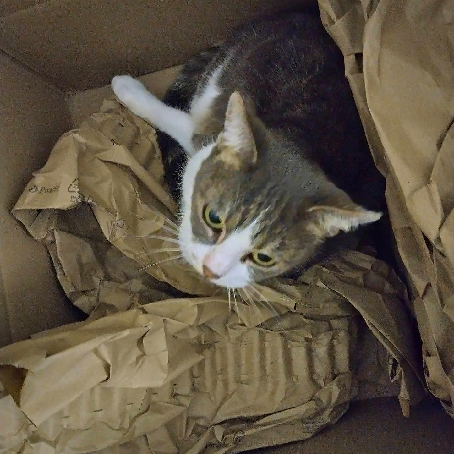 Minette
