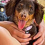 dog, puppy, brown_dog, tongue_out, happy, pet, close_up, hands, person, outdoor, collar, cute, floppy_ears, smiling, young_dog, animal, companionship, love, affection, joy