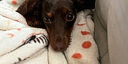 Dobby joined the competition — help win amazing prizes! dog, blanket, couch, pet, cozy, indoor, brown_dog, fur, ears, cute, animal, resting, soft_texture, comfort, home, closeup, snuggle, warmth, relaxation, companion