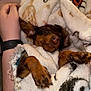 Dobby is registered to the contest to win money with this photo: dog, puppy, sleeping, blanket, sweater, cozy, brown, small, cute, pet, resting, indoor, paw, snuggled, fur, human_arm, relaxed, warm, comfort, closeup