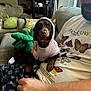 Dobby is registered to the contest to win money with this photo: dog, hoodie, person, glasses, beard, couch, living_room, plush_toy, butterfly_tshirt, mushroom_pants, hand, window_blinds, sitting, pet, indoor, casual_clothing, brown_dog, small_dog, cozy, relaxed