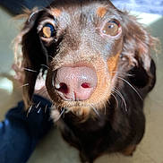 Dobby joined the competition — help win amazing prizes! dog, brown_dog, close_up, pet, animal, whiskers, nose, ears, fur, indoor, curious, light, shadow, portrait, cute, domestic_animal, canine, looking_up, face, eyes