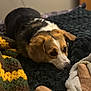 dog, pet, cozy, blanket, knitted, fleece, brown, white, black, bedroom, resting, cute, ears, fur, animal, indoors, soft, comfort, relaxation, warm