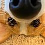 dog, nose, close_up, carpet, fur, whiskers, brown, black_nose, pet, animal, cute, curious, face, snout, ears, indoor, close, muzzle, playful, portrait