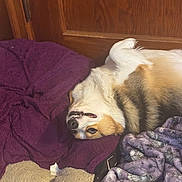 Nani joined the competition — help win amazing prizes! dog, corgi, lying_down, blanket, purple_blanket, cozy, indoor, wooden_door, pet_bed, fur, cute, playful, relaxed, canine, animal, sleepy, home, comfort, smile, resting