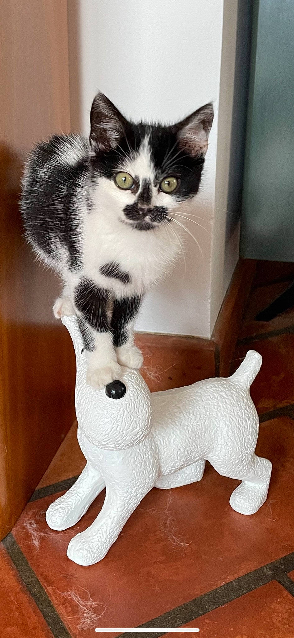 Domino
