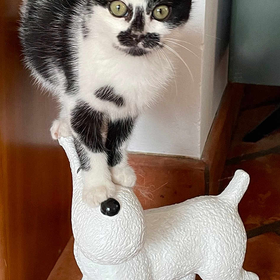 Domino