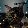 animal, blurred_background, bonne_année, cat, celebration, closeup, cozy, decorative, ears, face, feline, furry, holiday, indoor, pet, portrait, stars, tabby, text_overlay, whiskers