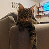 Aiko participe au concours pour gagner de l'argent avec cette photo : animal, cat, couch, decor, domestic_animal, ear, feline, furniture, indoor, living_room, long_hair, paw, person, pet, relaxed, resting, shelf, tabby_cat, television, whiskers