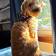 Harry is registered to the contest to win money with this photo: bedroom, blanket, brown_fur, collar, curly_hair, curtains, dog, fluffy, harness, home_decor, indoors, natural_light, pet, portrait, shelf, sitting, sunlight, tail, toy_cars, window