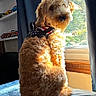 bedroom, blanket, brown_fur, collar, curly_hair, curtains, dog, fluffy, harness, home_decor, indoors, natural_light, pet, portrait, shelf, sitting, sunlight, tail, toy_cars, window
