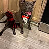 dog, tuxedo_outfit, tutu_skirt, red_bowtie, black_and_red, happy_dog, kitchen_floor, wooden_cabinets, tongue_out, pet_costume, domestic_dog, sitting, indoor, flooring, canine, playful, cute, household, smiling, pet