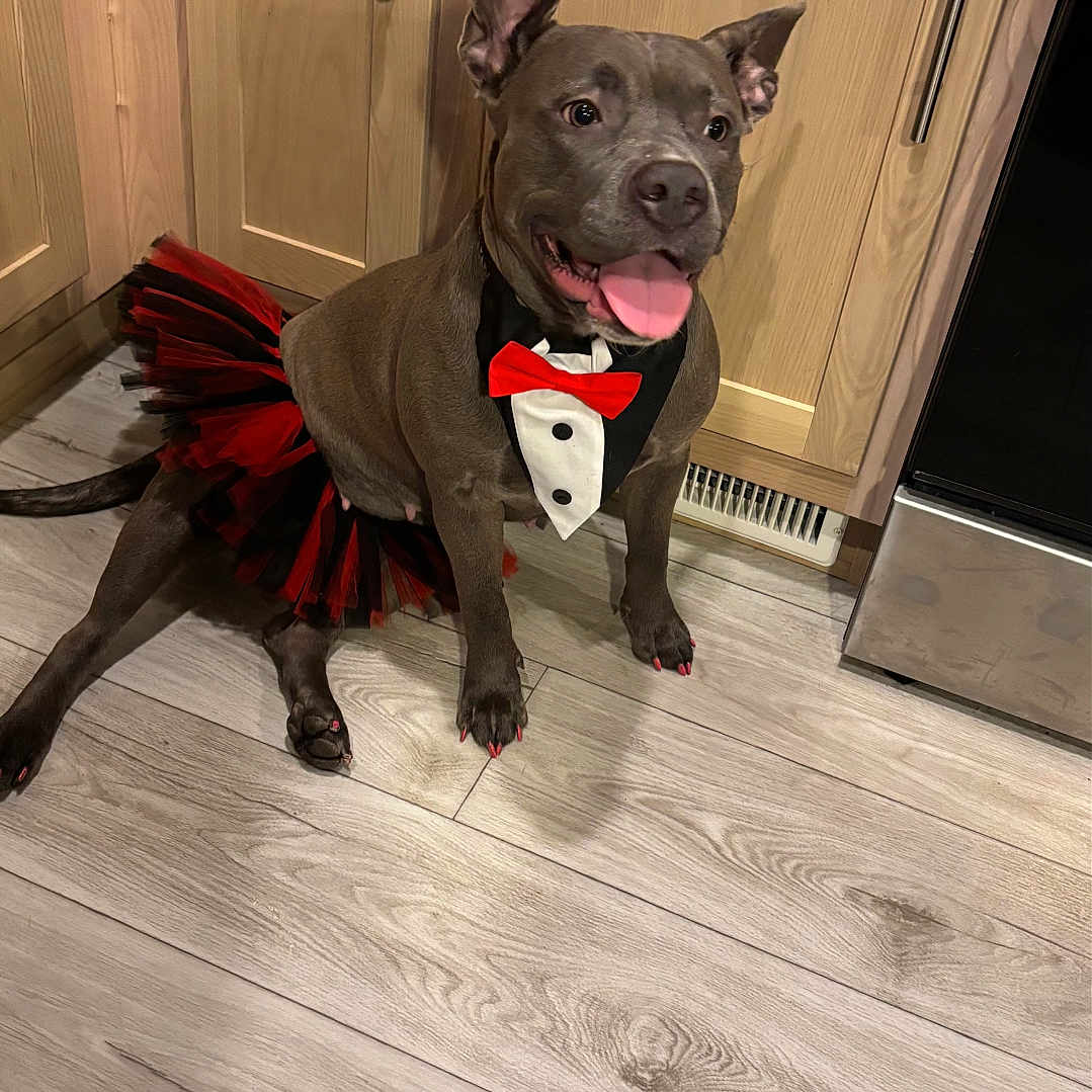 Nevada Gray is registered to the contest to win money with this photo: dog, tuxedo_outfit, tutu_skirt, red_bowtie, black_and_red, happy_dog, kitchen_floor, wooden_cabinets, tongue_out, pet_costume, domestic_dog, sitting, indoor, flooring, canine, playful, cute, household, smiling, pet