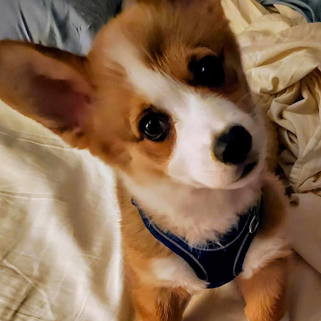 Major General Merlin