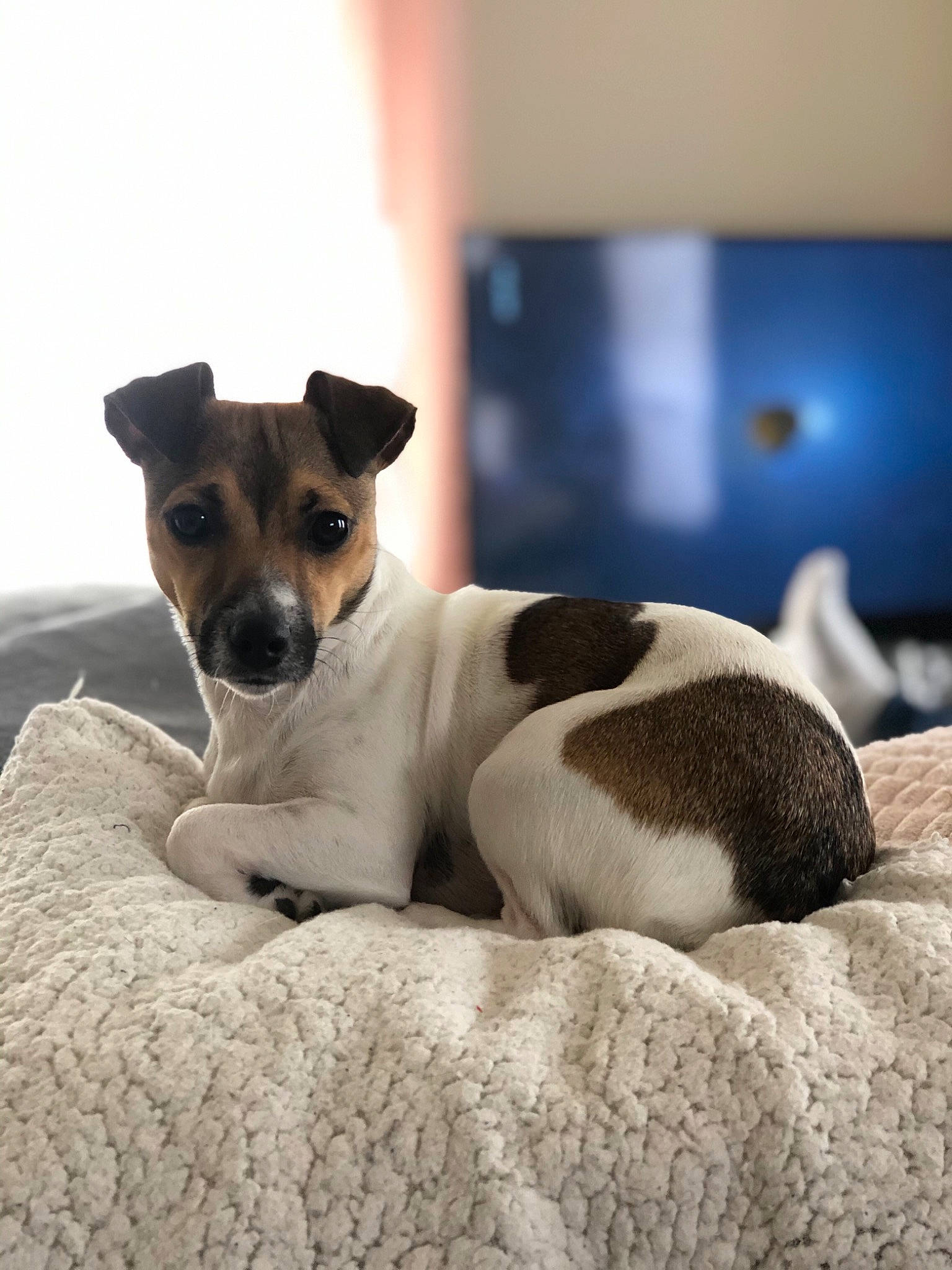 Flamel participe au concours pour gagner de l'argent avec cette photo : brazilian_terrier, canidae, carnivore, companion_dog, danish_swedish_farmdog, dog, dog_breed, fox_terrier, jack_russell_terrier, japanese_terrier, mammal, miniature_fox_terrier, puppy, rat_terrier, russell_terrier, smooth_fox_terrier, snout, teddy_roosevelt_terrier, tenterfield_terrier, vertebrate