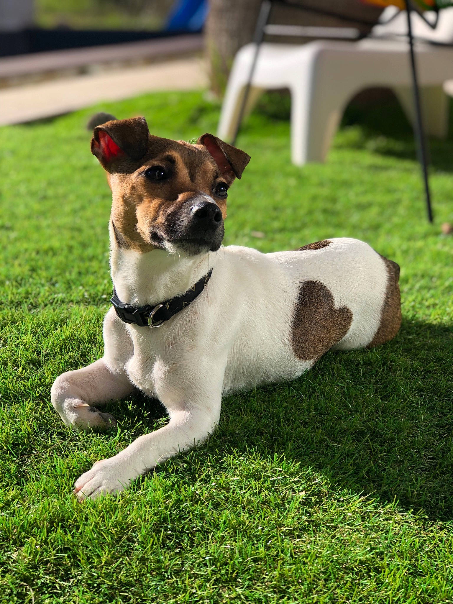 Flamel participe au concours pour gagner de l'argent avec cette photo : brazilian_terrier, canidae, carnivore, companion_dog, danish_swedish_farmdog, dog, dog_breed, feist, grass, jack_russell_terrier, mammal, miniature_fox_terrier, plant, rare_breed_dog, rat_terrier, russell_terrier, snout, sporting_group, tenterfield_terrier, vertebrate